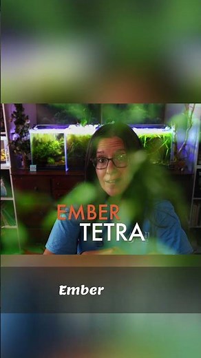 Ember Tetra: The PERFECT 10 Gallon Fish!