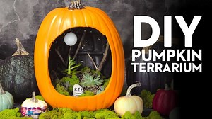 How To Make A Living Pumpkin Diorama For Halloween