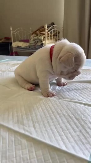 Perritos Bebés Tiernos y Encantadores