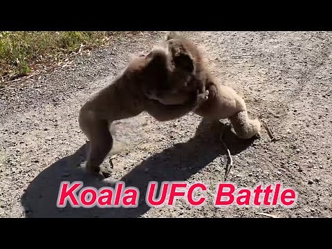 Funny Koala Fight Compilation
