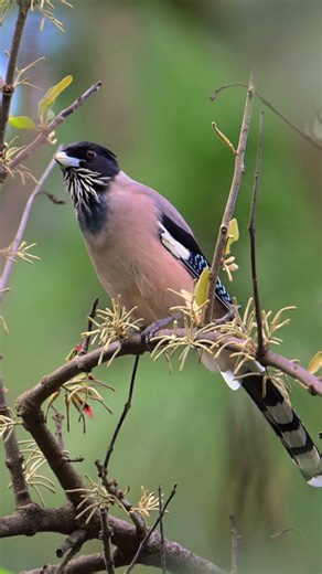 Stunning Black-headed Jay in Natural Habitat | Himalayan Bird