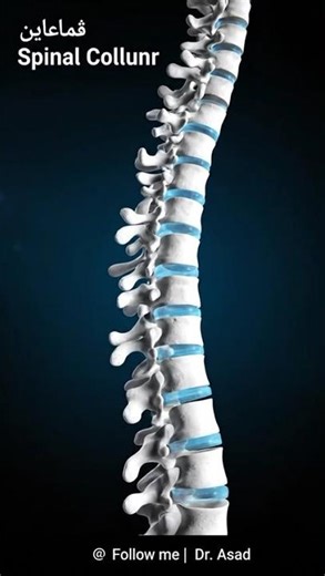 Spine Structure