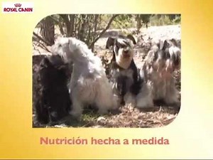 Schnauzer – Razas caninas Royal Canin