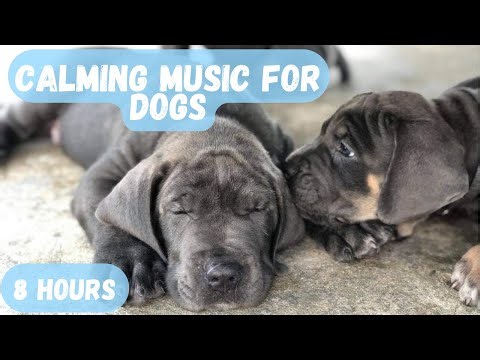 8 Hours of Calming Relief for Dogs! Featuring my Beautiful Cane Corso Puppy!