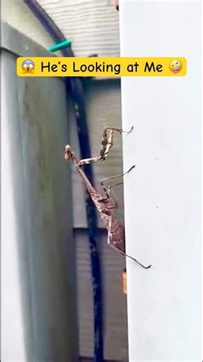 Praying Mantis in Texas Garden 👀 Funny Staring Contest with Nature’s Coolest Bug