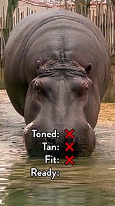 7.5K views · 349 reactions | Fine, fresh, fierce, Herbie has got it on lock ☀️鍊 | The Toledo Zoo | Facebook