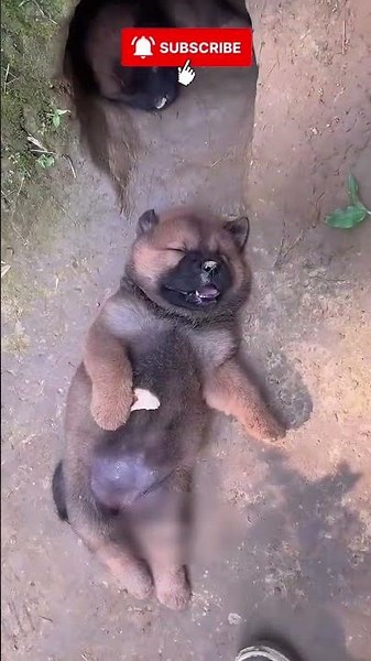 The Cutest Puppies You’ll See Today 🐕✨ | Adorable Dog Moments