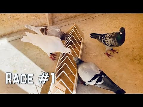 RACE #1 - 118 Mile Race | FVC 2021 Racing Pigeons
