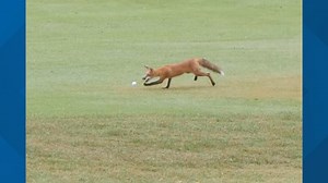 Wanted: Fox takes golf ball from sheriff's charity golf tournament