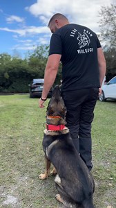 251K views · 5K reactions | Gage having fun being crazy | Shield-K9 Dog Training | Facebook