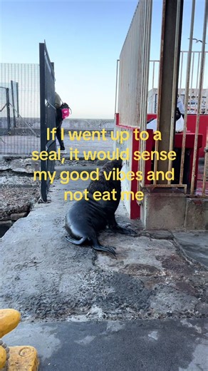 #animals #seal #beach #goodvibes #relatable