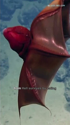 Why the Vampire Squid Shoots Glowing Mucus