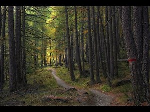 Lisävihon VIRSI 814 Kuljemme yhdessä tällä tiellä