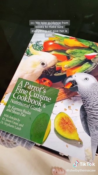 Healthy Macaw Food Preparation with Fresh Organic Ingredients