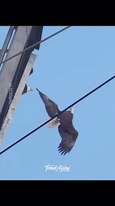 Incroyable mais vrai!😮 Les pygargues à tête blanche se font la cour de manière spectaculaire : tonneaux, piqués vertigineux et poursuites dans le ciel. Le clou du spectacle? Les partenaires verrouillent leurs serres en plein vol et tournoient vers le sol avant de se séparer au dernier moment! Ces aigles renforcent ainsi leur lien et marquent leur territoire. Monogames, ils répètent ce rituel chaque année, et on peut l'observer au Québec. | Québec FIER