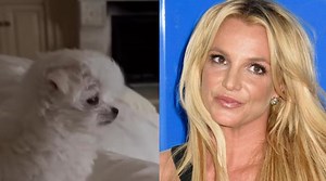 Britney Spears faces backlash by PETA activists over latest furry addition to family