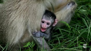 Monkey see, monkey do—but only if Mom does it first. | The New York Times