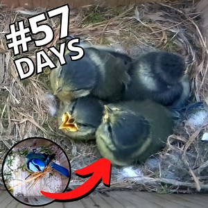 This mom spent 57 days building her nest and raising chicks 🐣🥰 | Nest Box Live