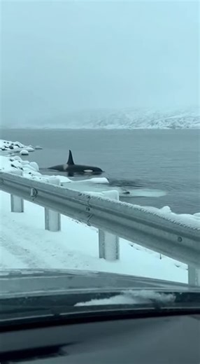 Promptopia AI on Instagram: "Driving along a snowy Arctic causeway, massive orcas suddenly surface just feet from the road! One whale logs at the surface while another paces alongside, their black-and-white bodies clearly visible through the fog as they glide through the icy inlet."