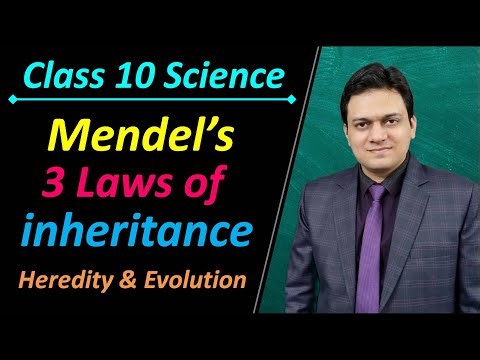 3 Laws of Inheritance Class 10 Science Chapter 9 Heredity and Evolution