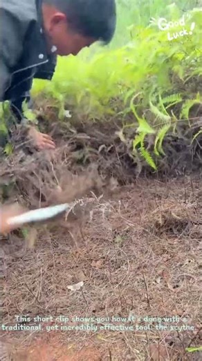 How to Use a Scythe to Clear Land FAST!