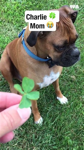 Good luck is very nutritious 😆 #dogs #pets #shorts #funny