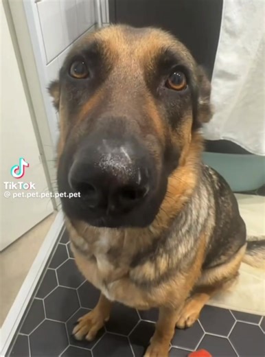 Dog_whine.mp4 hmm hm hm hm hmmm #dogwhining #diddyblud #dontknow #dog #funny