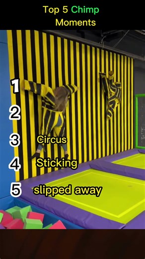 Top 5 Chimp Epic Funny Moments 😂😂 #shorts #viralshorts #comedy