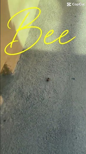 Bee