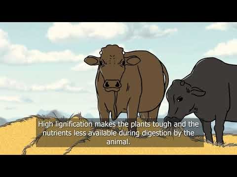 Tips on how to make hay at a smallholder farm: Part 1