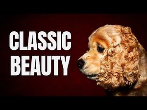 American Cocker Spaniel: The Family Dog That Almost Lost Its Way
