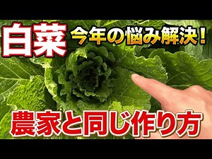 【2025版】これ一本見れば今年の白菜栽培安心できます！