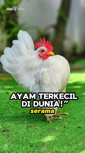 Ayam Serama – Ayam Terkecil di Dunia! #AyamSerama #FaktaHewan #ZonaFakta