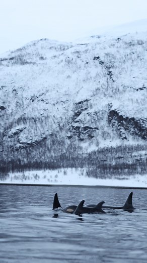 Sleeping Orcas 😴 Did you know, orcas sleep by resting one half of their brain at a time? 😌 Our expedition guide Elizabeth noticed this sleeping pod of orcas, swimming slowly and steadily, close to the surface. A magical moment that we quietly observed from a distance. 📽️ by @evolumina Evolumina #orcas #orca #orka #killerwhales #whalelove #whalesofinstagram #whales #welovewhales #blackfish #arctic #norway #visitnorway #tromso #fjords #ilovenorway #explorenorway #winterinnorway #snorkeling #sno