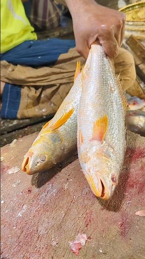 Amazing Poha Fish Cutting Skills In Bangladesh Fish Market By Expert Cutter#shorts
