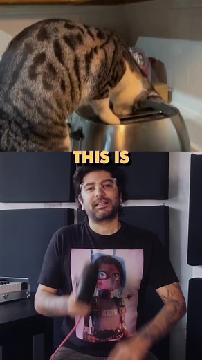 Maggie found something in the toaster #Cat #Mouse #Toaster