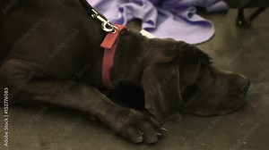 Sad Labrador lying on floor, waiting for adoption at animal shelter, pet rescue
