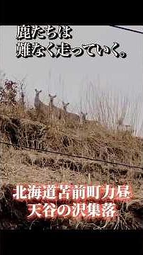 【限界集落】北海道苫前町力昼 廃墟立ち並ぶ集落の今 【天谷の沢集落】2025
