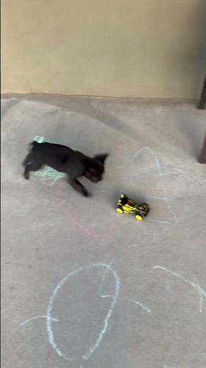 French bulldog puppies