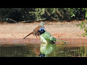 Nature: Birds in Texas