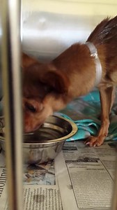 34 reactions · 53 shares | Little CHULA is a sweet lady, 10 years old...