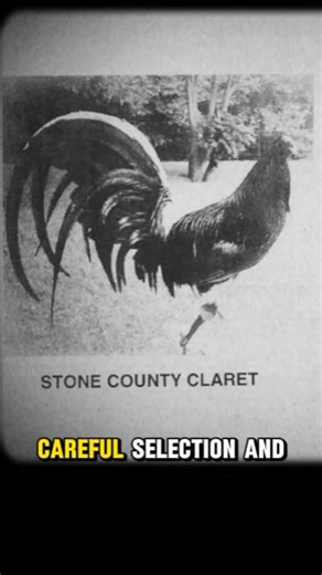 178K views · 4.7K reactions | The Travis Clark Stone County Claret is...