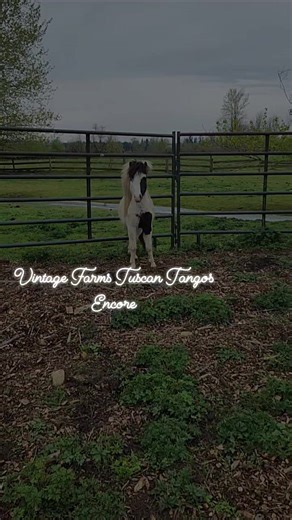 Dawn Sayles on Reels