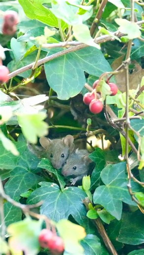 257K views · 10K reactions | Two young mice foraging in the hedgerow | The Mouse family that live by the brambles | Facebook