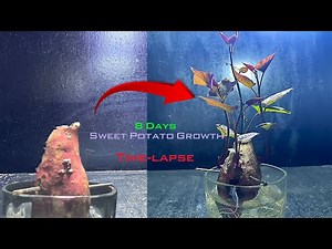 8 Days of Sweet Potato Growth Inspiring Time lapse of Life Energy