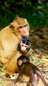 This monkey is one of the cutest and most beautiful ever | Monkeys Daily