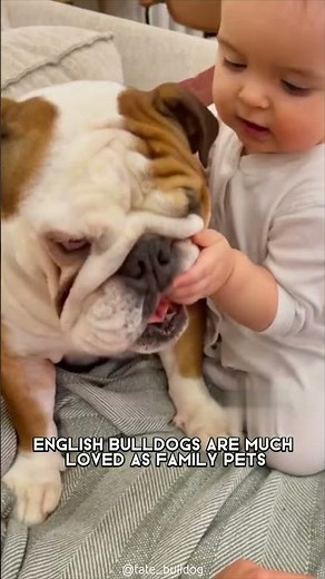English Bulldog 🐶 One Of The Laziest Dog Breeds In The World #shorts