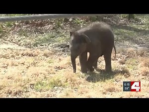 Saint Louis Zoo offers sneak peek of baby elephant Jet