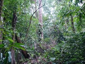 BOSQUE TROPICAL HÚMEDO