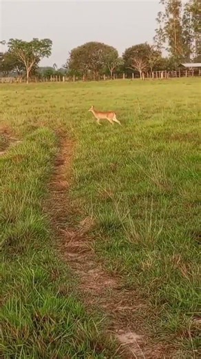 viendo pasar estos hermosos serbatillos, Venados con sus hijos